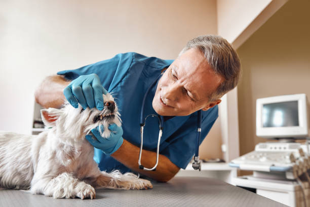 Best Mobile Emergency Dentist in South Wenatchee, WA